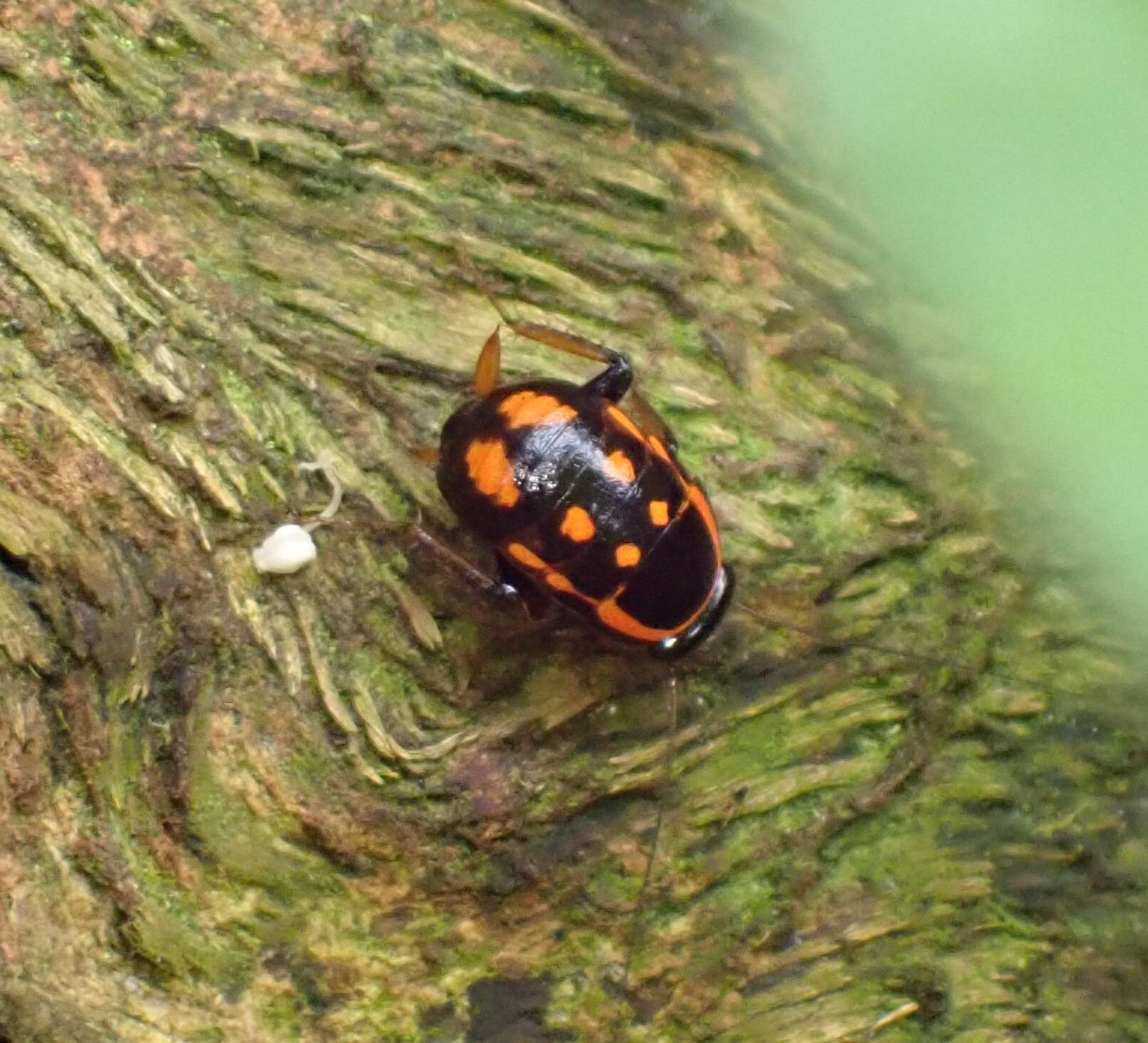 Sundablatta sexpunctata (Hanitsch 1923) resmi