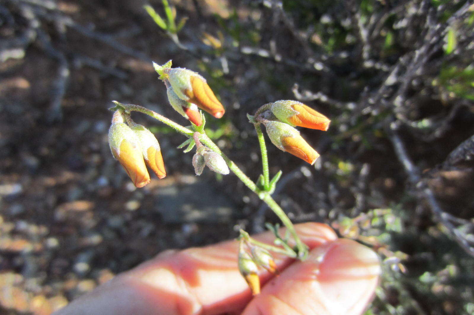 Image of Hermannia pulverata Andr.