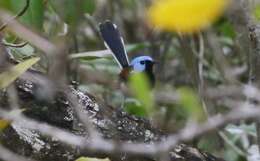 Image of Lovely Fairy-wren