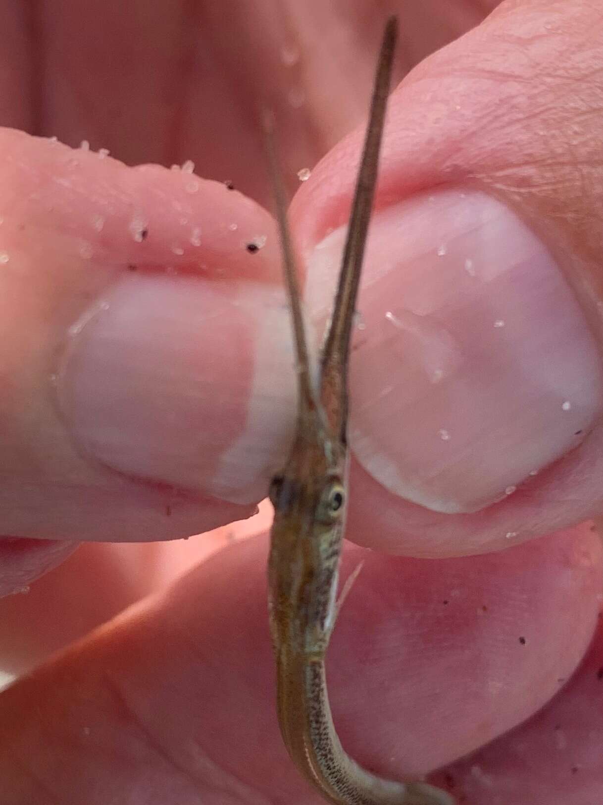 Image of Atlantic needlefish