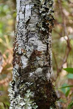 Image of Quercus crispifolia Trel.