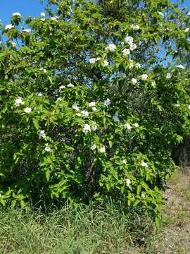 Image de Cordia boissieri A. DC.