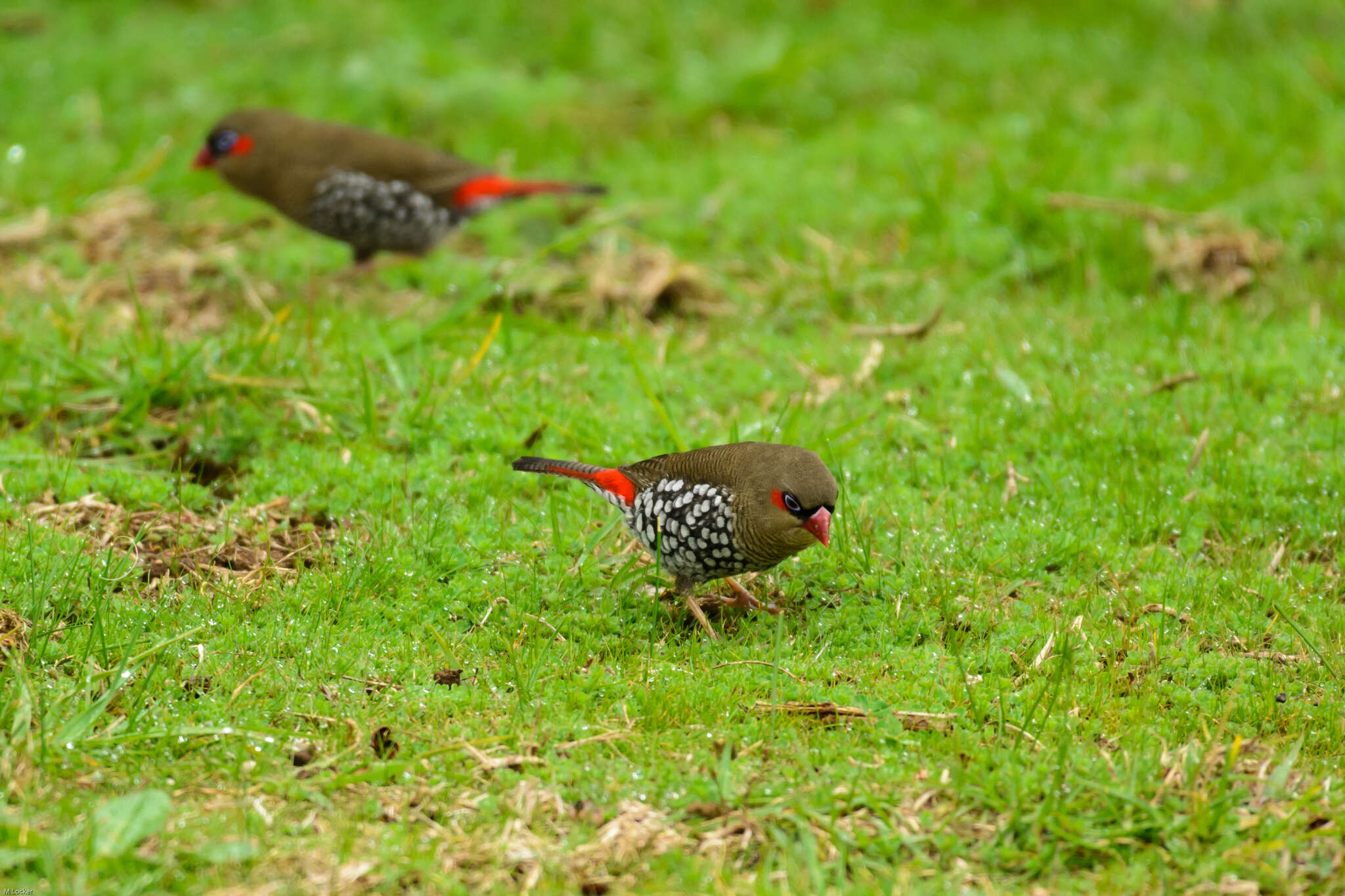 Image of Red-eared Firetail