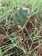 Image of Grassland Pricklypear