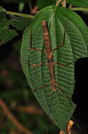 Image of Ceroys (Ceroys) perfoliatus (Gray & G. R. 1835)