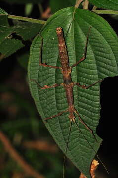 Image of Ceroys (Ceroys) perfoliatus (Gray & G. R. 1835)