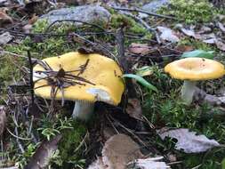 Image of yellow swamp brittlegill