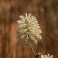 Image of Ptilotus nobilis F. Müll.