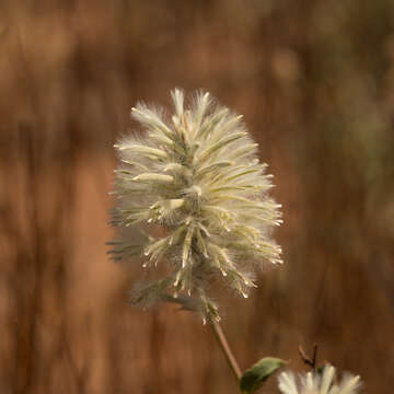 Image of Ptilotus nobilis F. Müll.