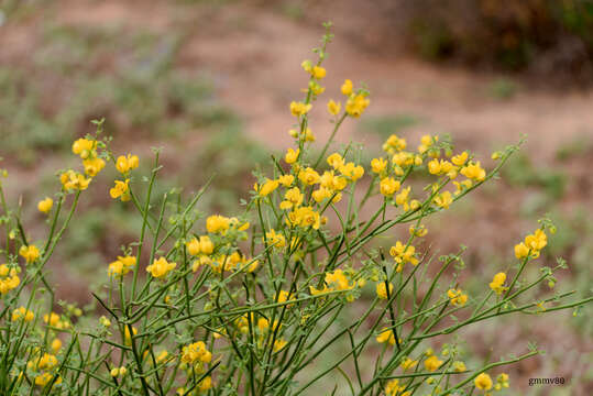 Image of Senna chloroclada (Harms) H. S. Irwin & Barneby