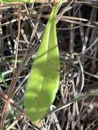 Image of slender aster