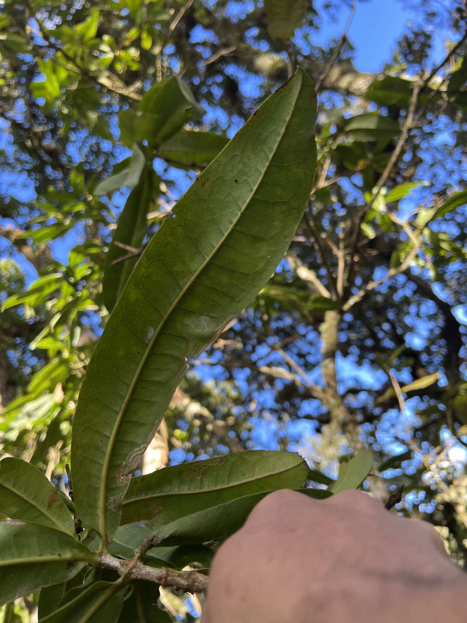 Image of Panopsis suaveolens (Kl.) Pittier