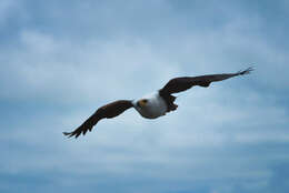 Image of African Fish Eagle