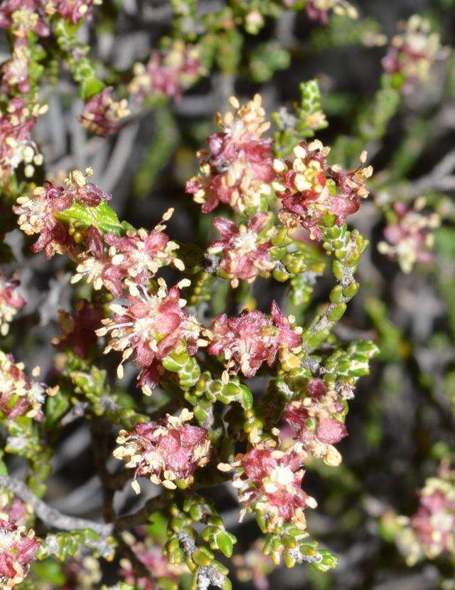 صورة Passerina truncata subsp. truncata