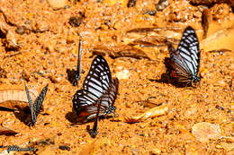 Image of Great Zebra Butterfly