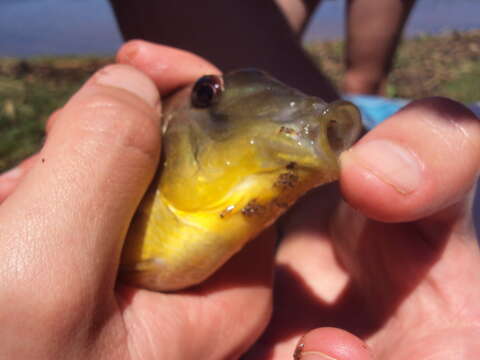 Image of Argentine humphead