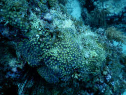 Image of Turbinaria coral