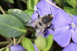 Image of Anthophora pacifica Cresson 1879