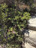 Image of Eastwood's manzanita