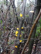 Image of Heterotextus peziziformis (Berk.) Lloyd 1922