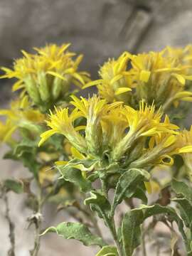 Image of Rydberg's goldenbush