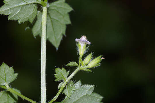 Image de Vandellia elata Benth.