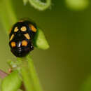 Image of Penthimia dorsimaculata Kwon & Lee 1978