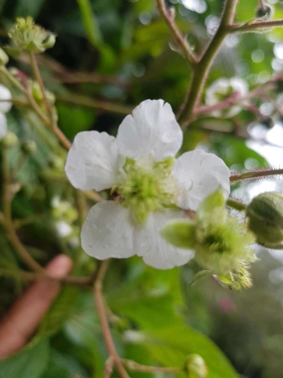 Image of Rubus adenotrichos Schltdl.