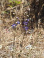 Plancia ëd Delphinium decorum Fisch. & Mey.