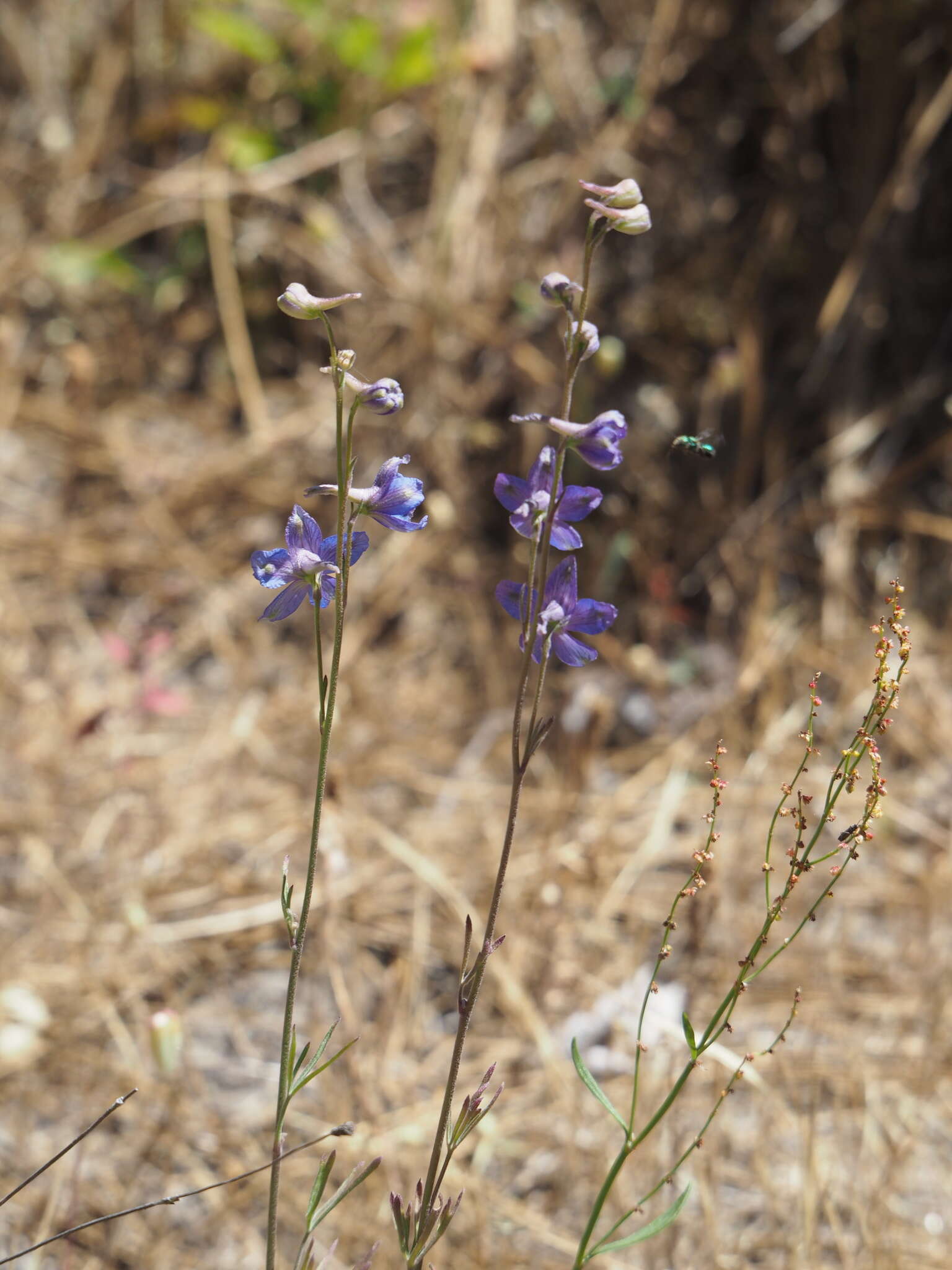 Plancia ëd Delphinium decorum Fisch. & Mey.