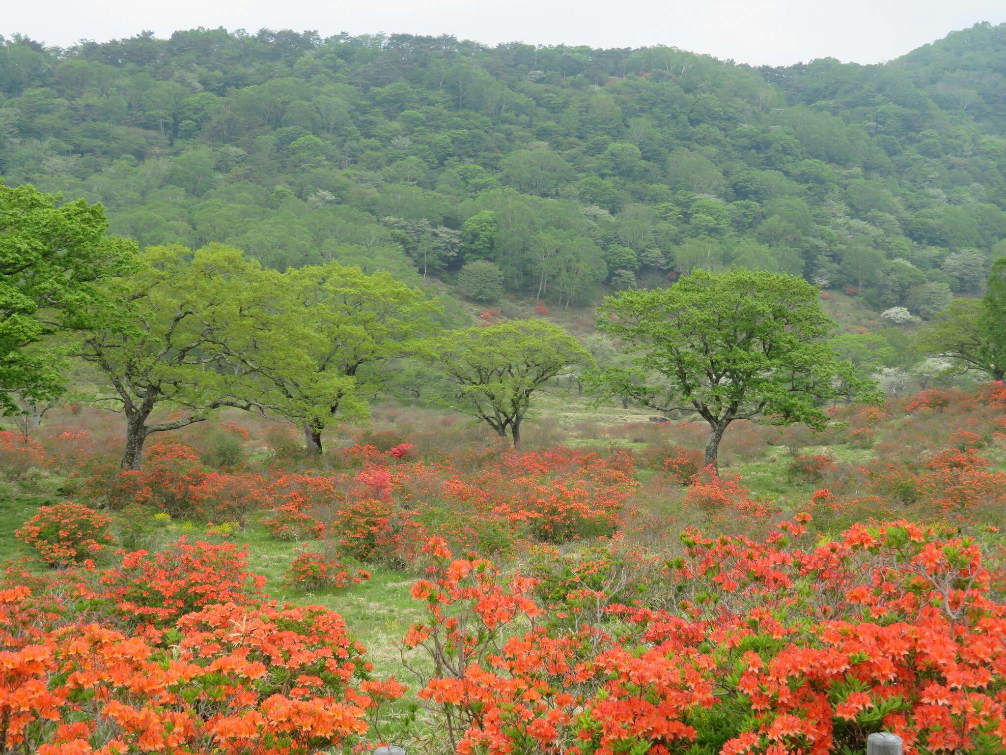 صورة Rhododendron japonicum (A. Gray) Suringar