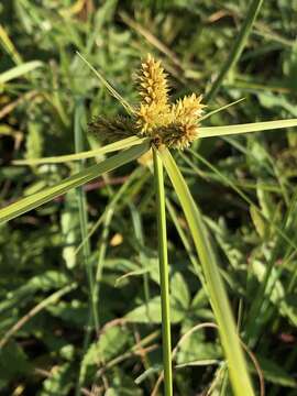 Слика од Cyperus aggregatus (Willd.) Endl.