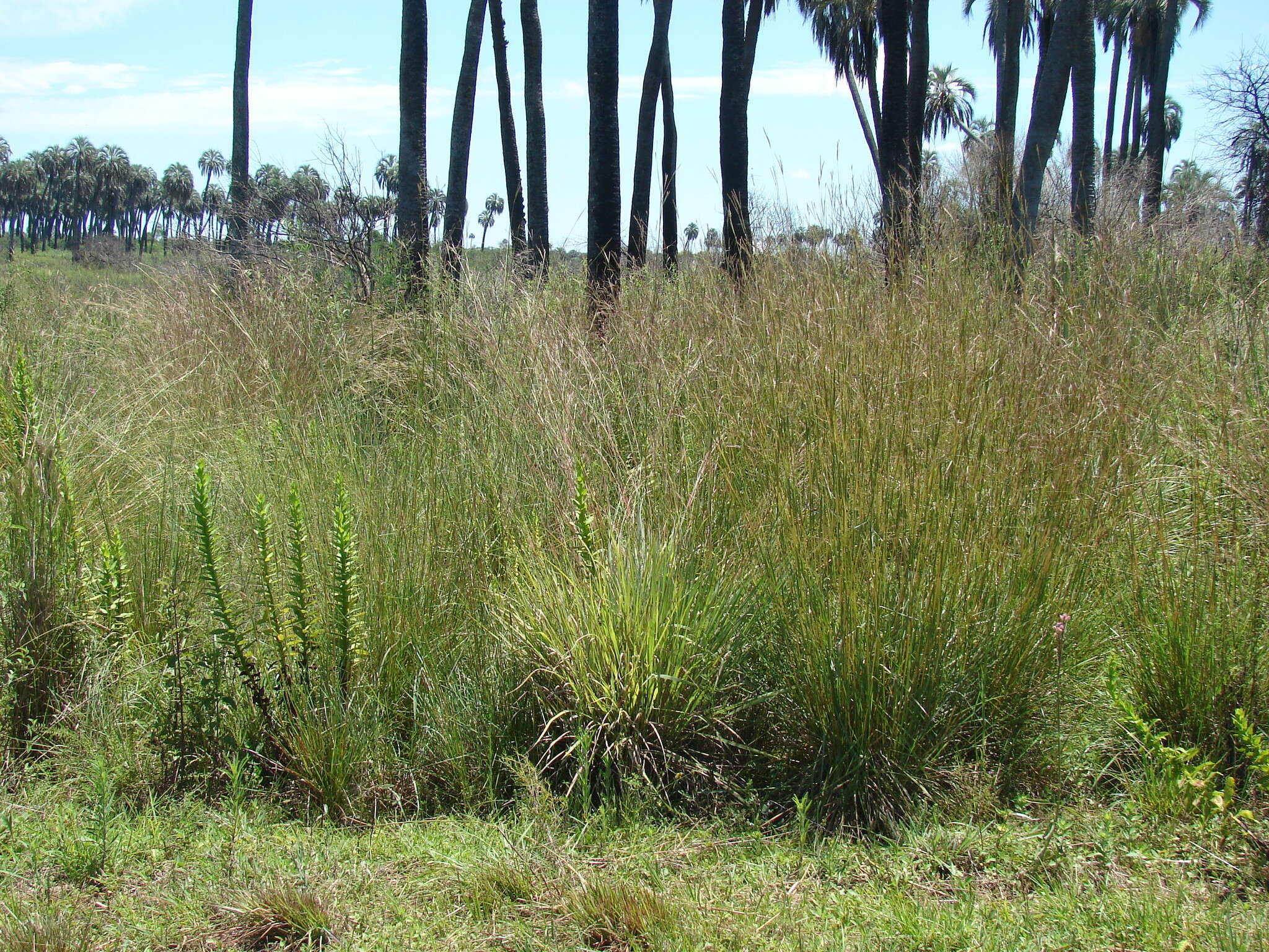 Plancia ëd Andropogon lateralis Nees