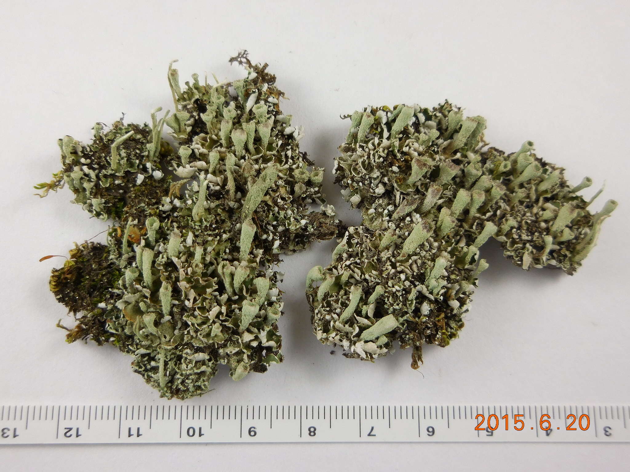 Image of Asahina's cup lichen