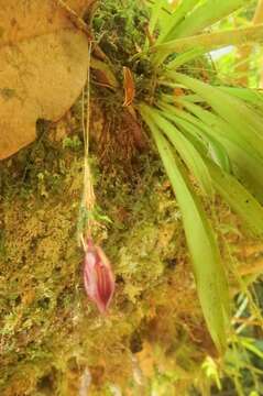 Image of Specklinia simmleriana (Rendle) Luer