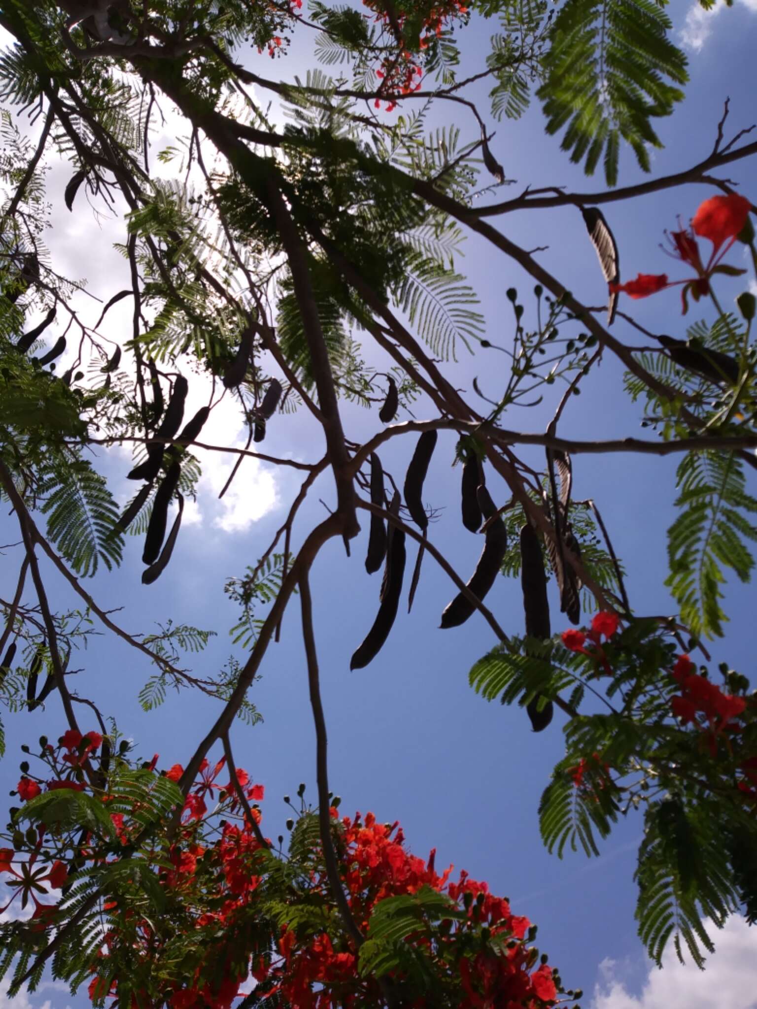 Image of Delonix regia (Bojer ex Hook.) Raf.