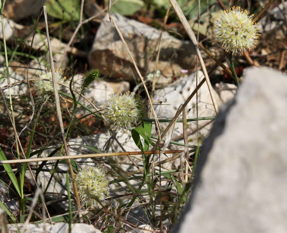 Image of Allium ericetorum Thore