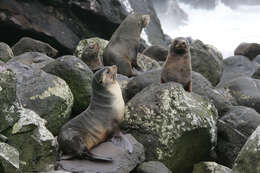 Image of Amsterdam Island Fur Seal