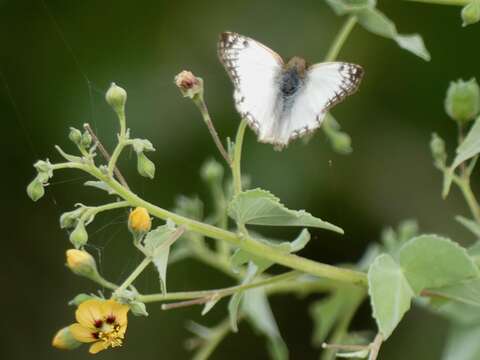 Image of anglestem Indian mallow