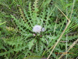 Imagem de Cirsium esculentum (Siev.) C. A. Mey.