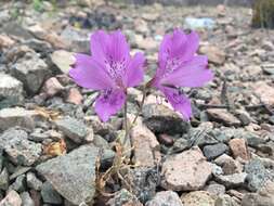 Image of Alstroemeria paupercula Phil.