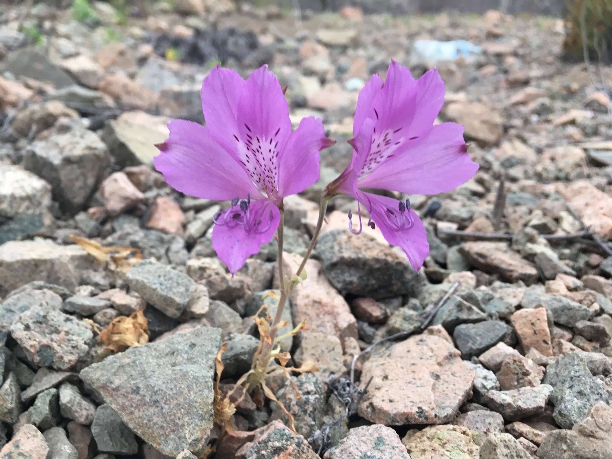 Image of Alstroemeria paupercula Phil.