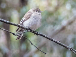 Image of Red-capped Robin