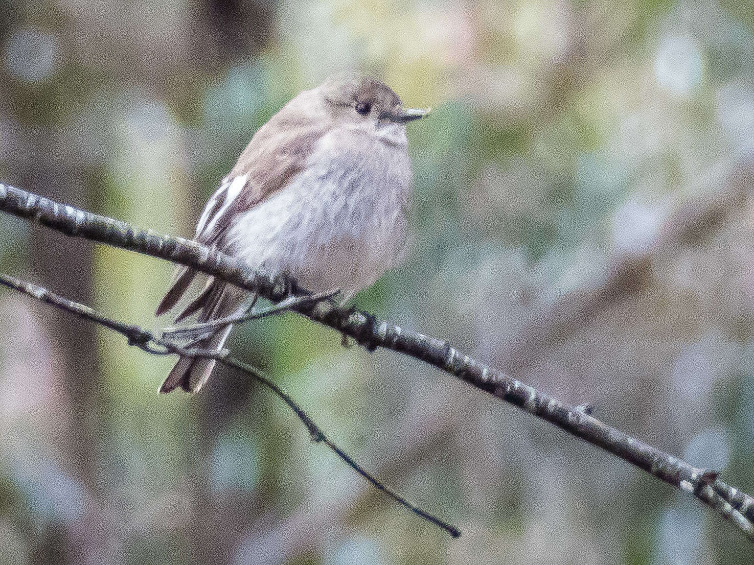 Image of Red-capped Robin