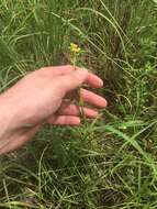 Image of Hairy St. John's-Wort