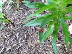 Image of Scarlet lily beetle