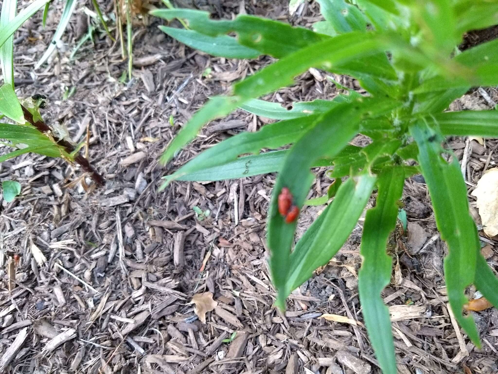 Image of Scarlet lily beetle