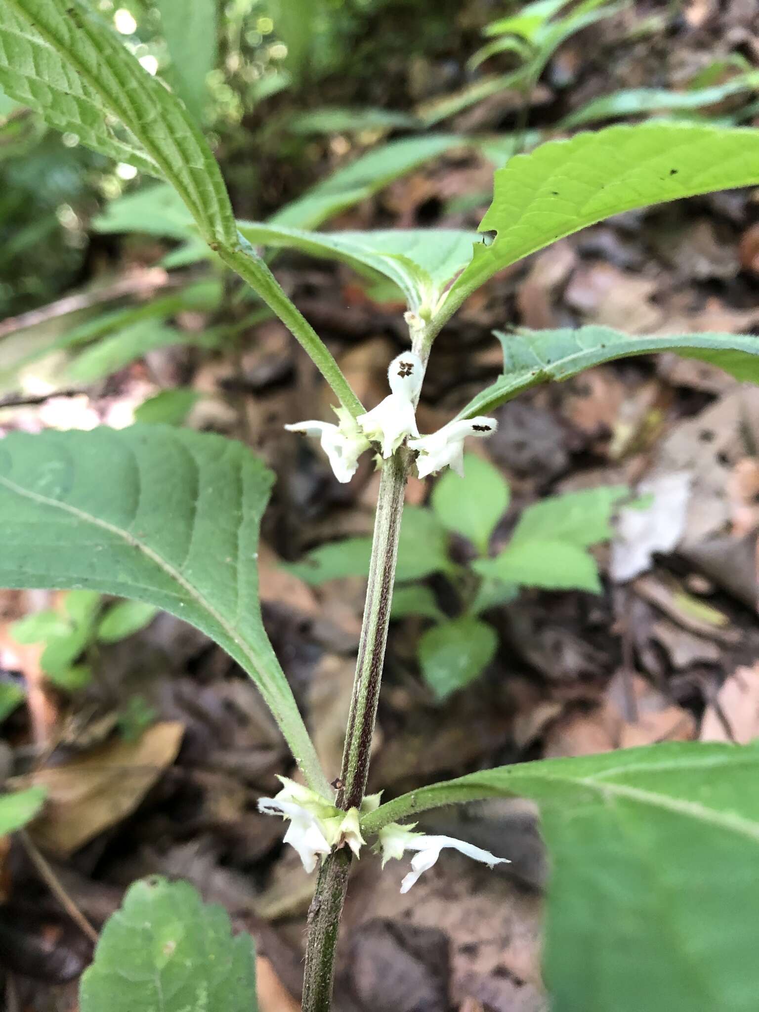 Image of Paraphlomis formosana (Hayata) T. H. Hsieh & T. C. Huang