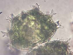 Image of Xanthidium armatum