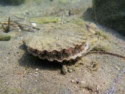 Image of St.James's scallop